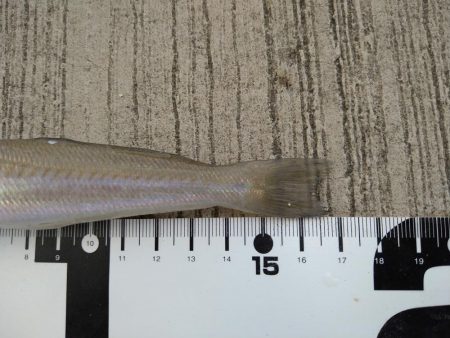 ダメ元でのエントリー